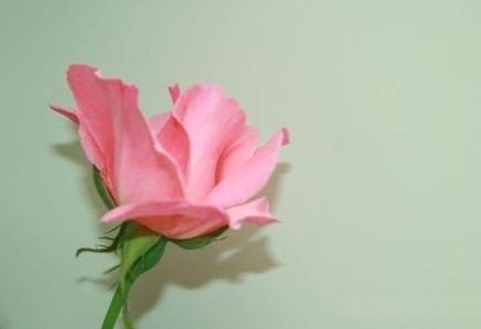 情感测试选花46799