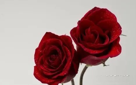 情感测试选花46798