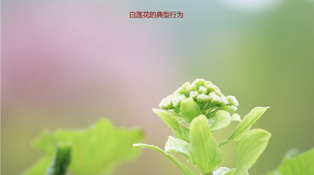白莲花的典型行为 高段位白莲花女生特点54778