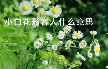 小白花形容人什么意思 小白花特点54798