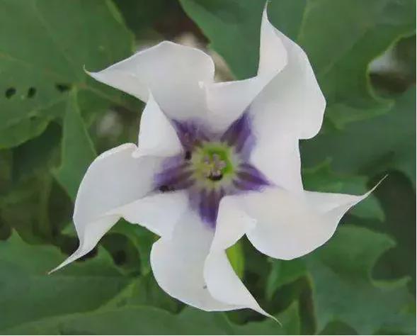 曼陀罗花