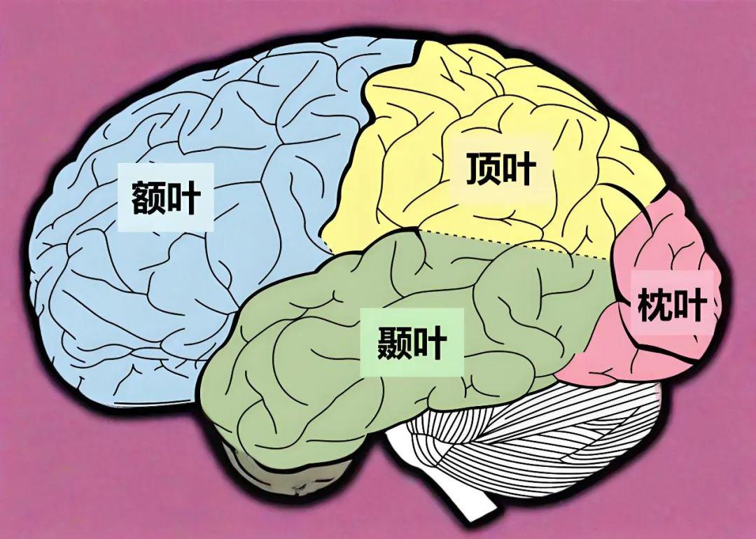 大脑额叶分布图