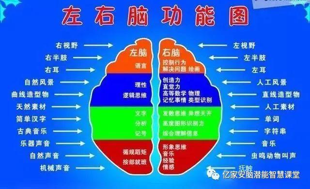 右脑是视觉脑，能观察到最细微的事物