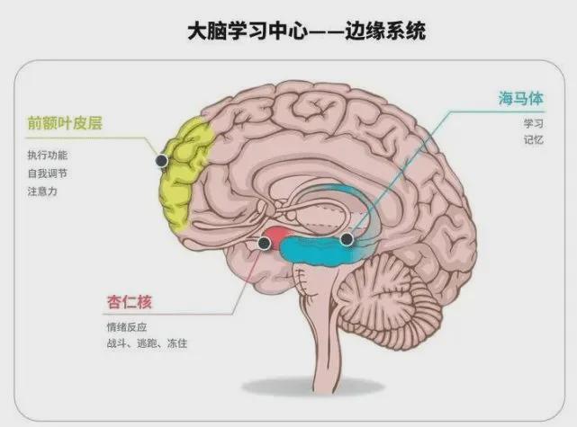 大脑颞叶