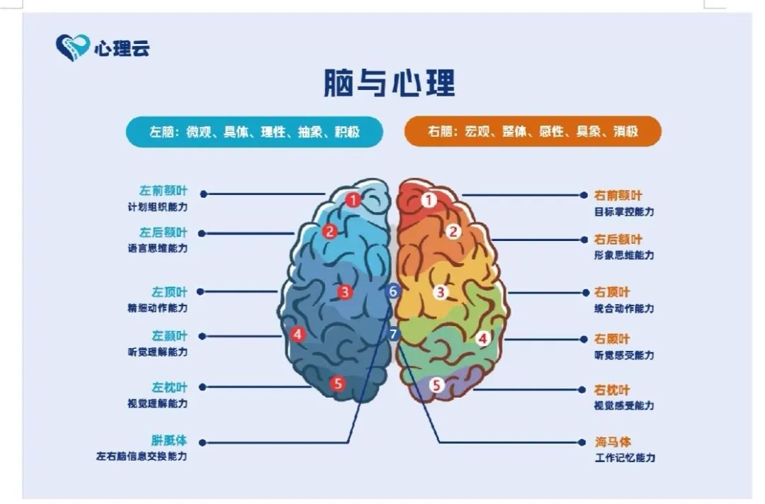 大脑与心理